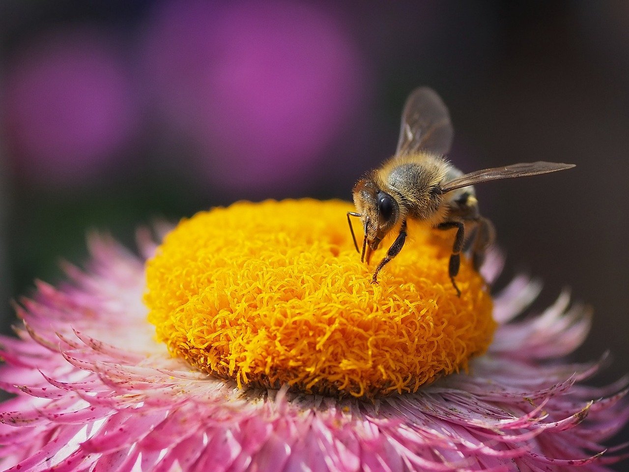 beasternchen-bee-9766784_1280