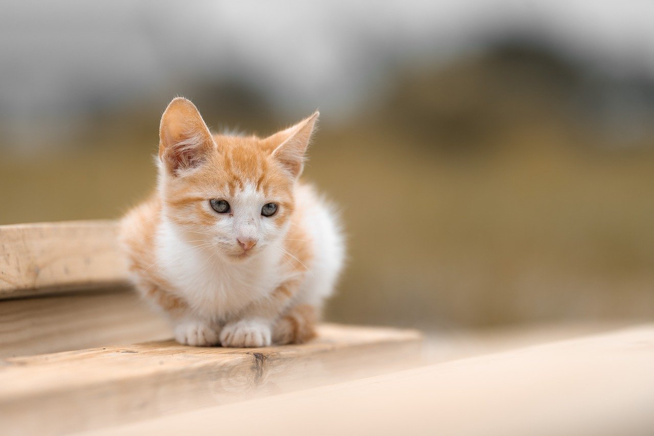 kitten-10047295_1280